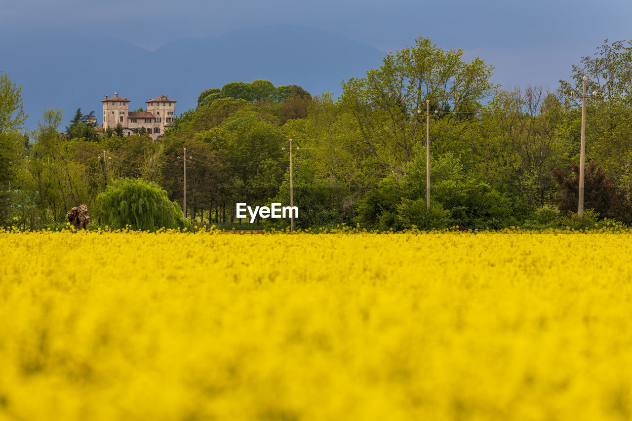 SCENIC VIEW OF GRASSY FIELD AGAINST SKY