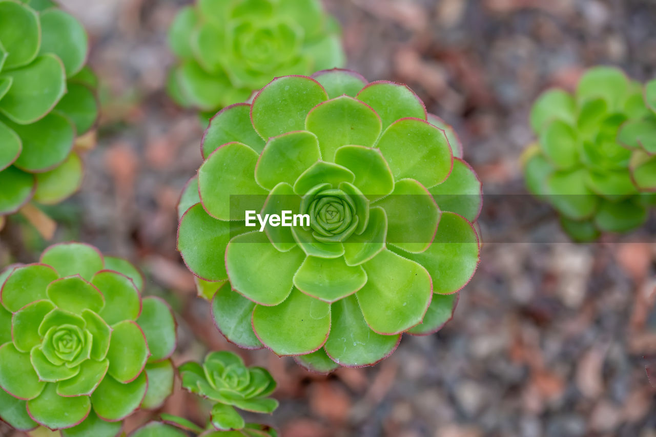 HIGH ANGLE VIEW OF SUCCULENT PLANT IN FIELD