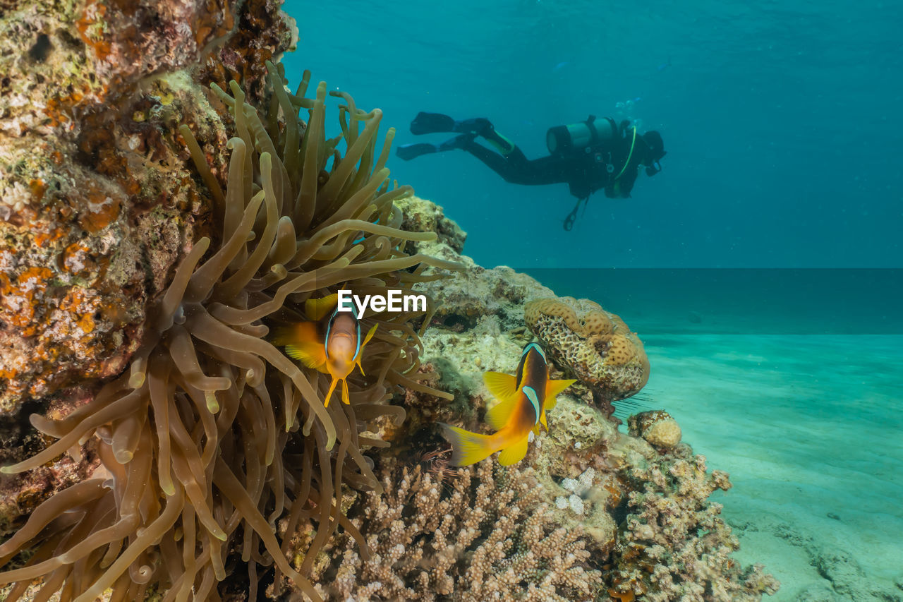 Man scuba diving by coral in sea