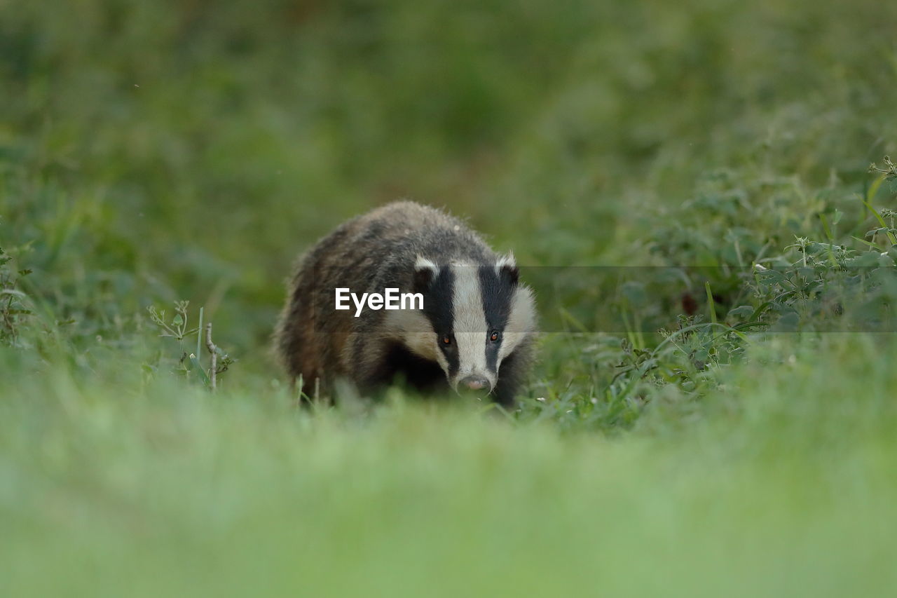 An european badger