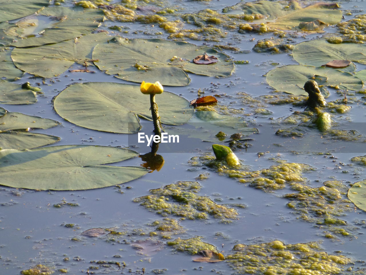 HIGH ANGLE VIEW OF LEAVES FLOATING ON WATER