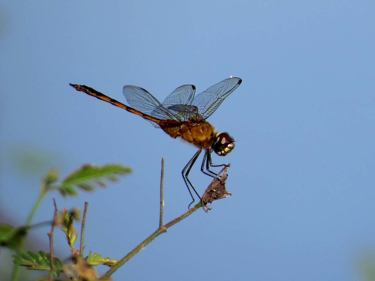 Close-up of dragonfly perching on twig