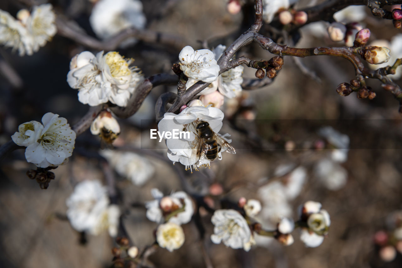 Close-up of apricot flower on tree