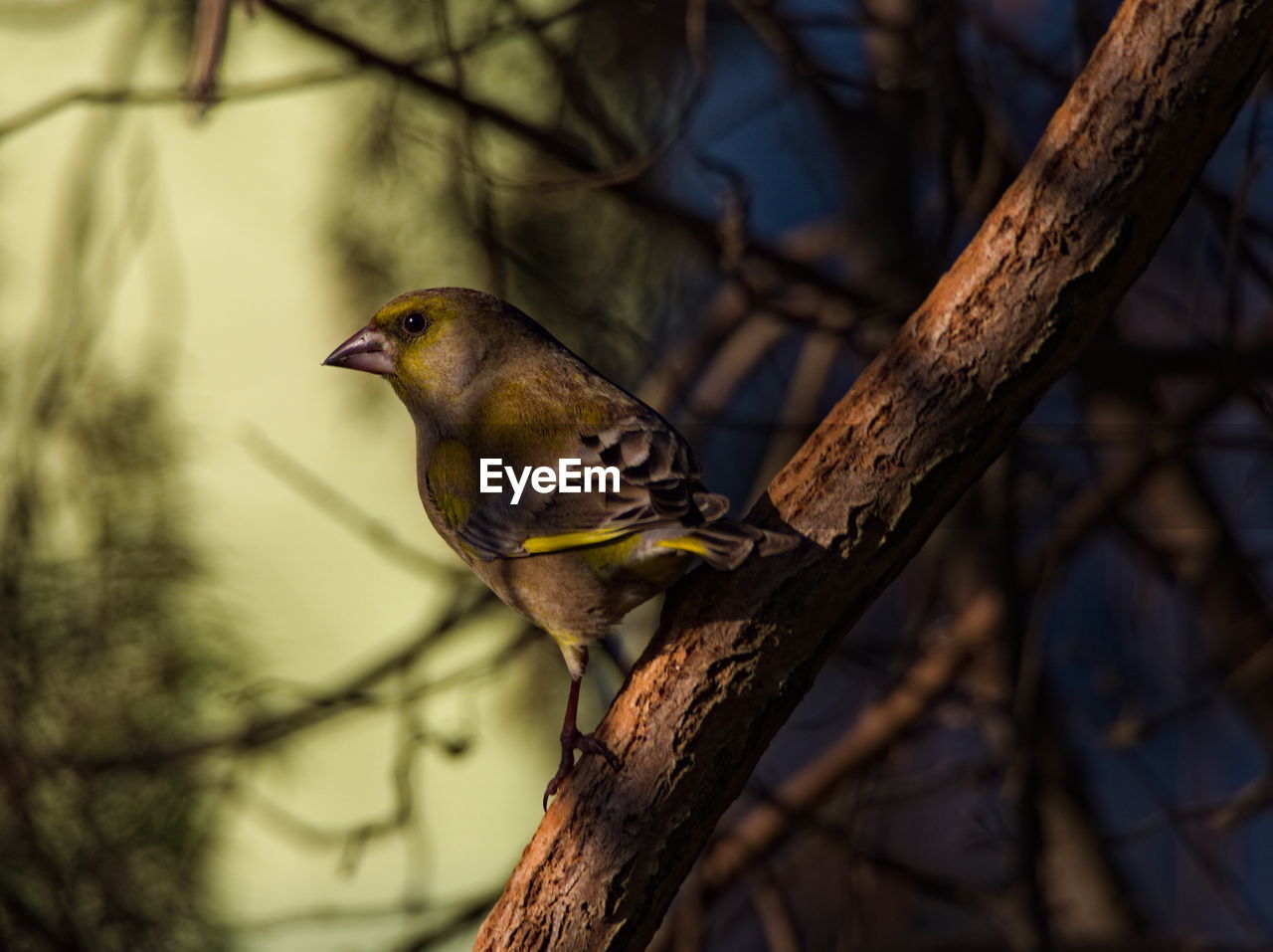 animal themes, animal, animal wildlife, bird, nature, tree, wildlife, branch, one animal, perching, beak, plant, no people, outdoors, beauty in nature, close-up, bare tree, focus on foreground, forest