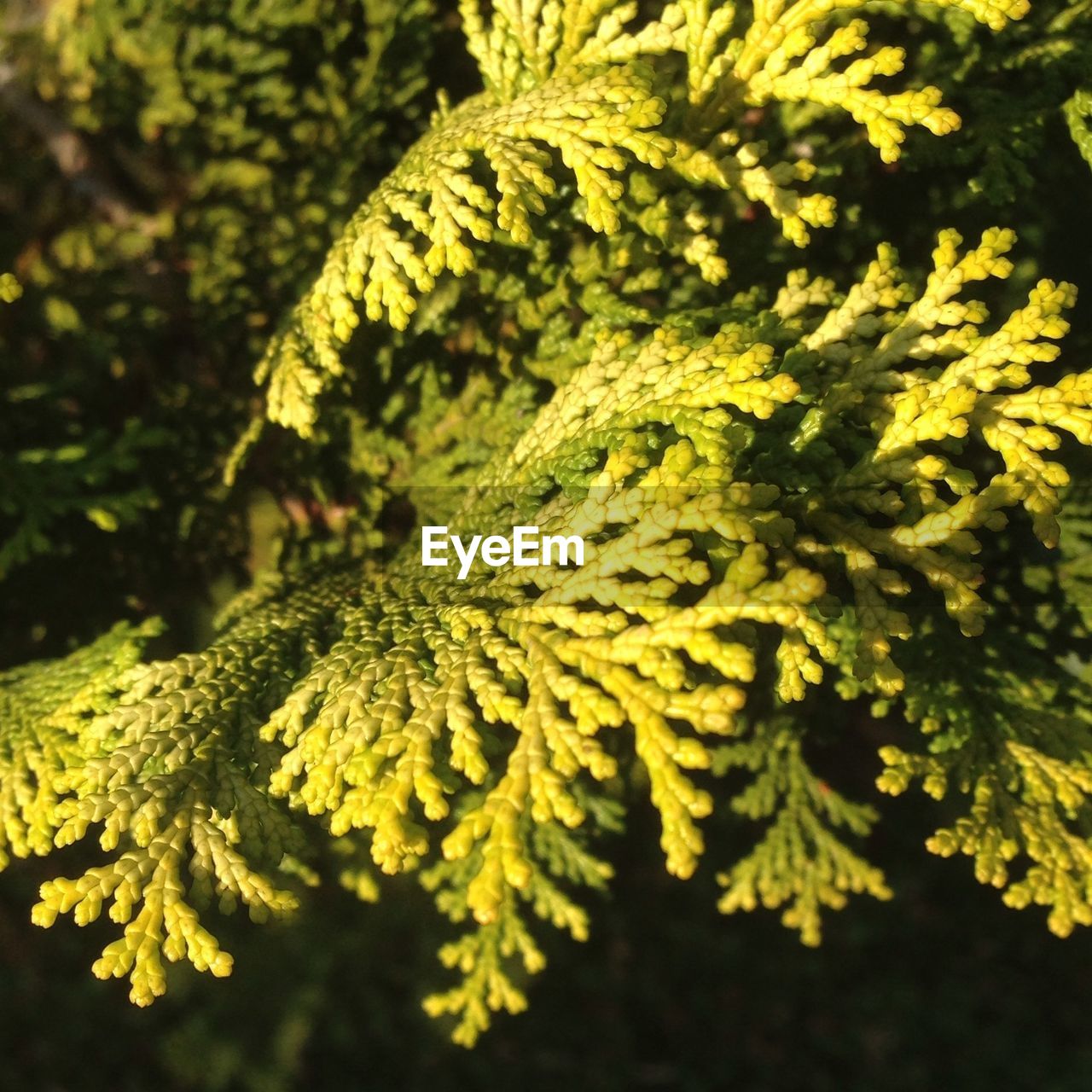 Detail shot of leaves