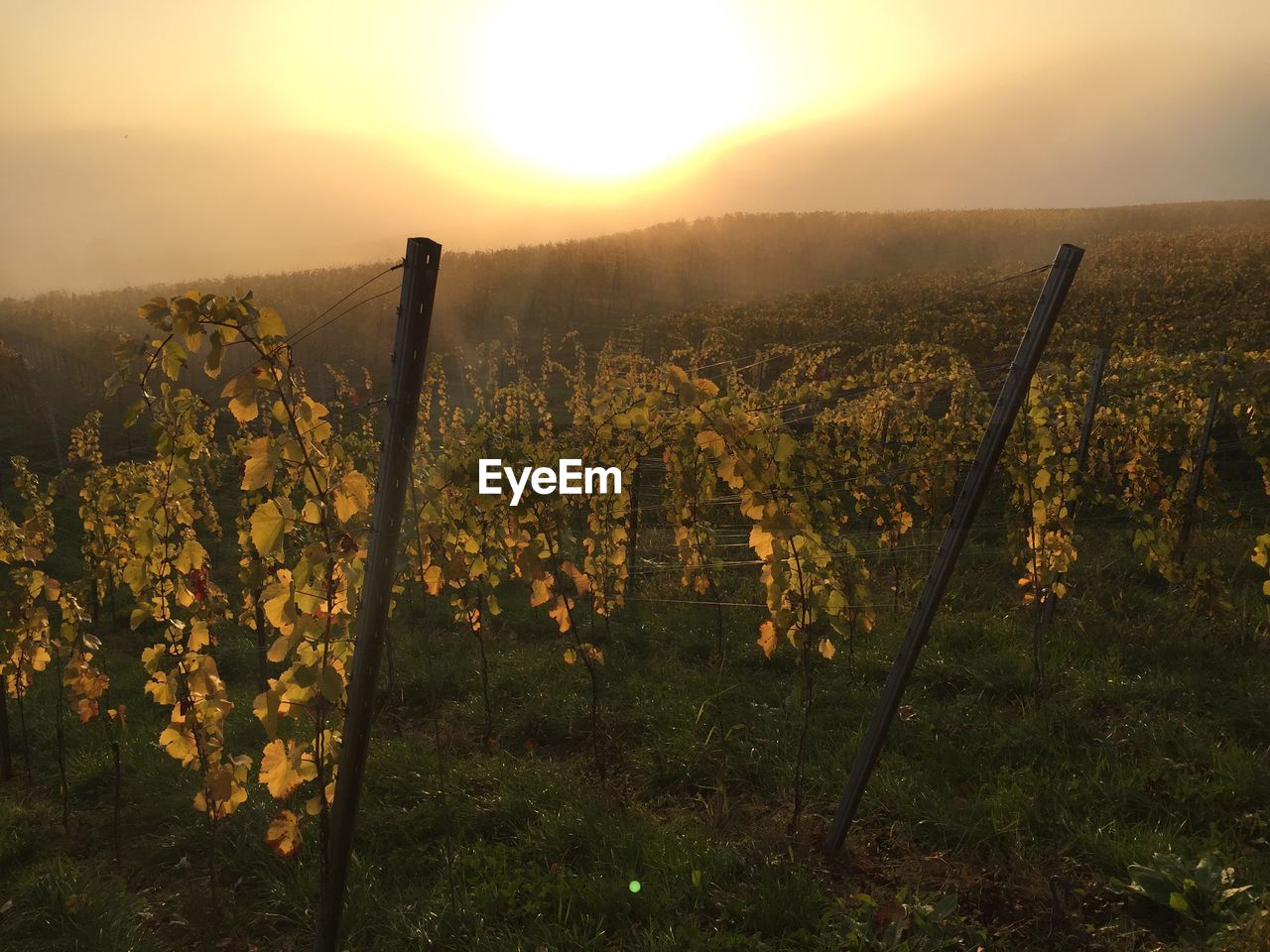 Close-up of plants growing on field against sky during sunset