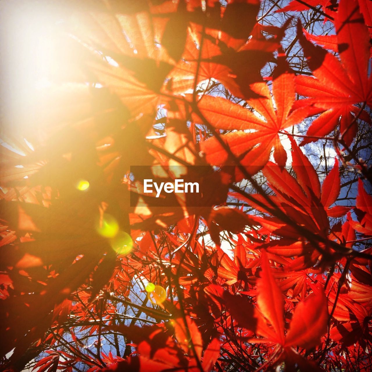 CLOSE-UP OF MAPLE LEAVES ON TREE