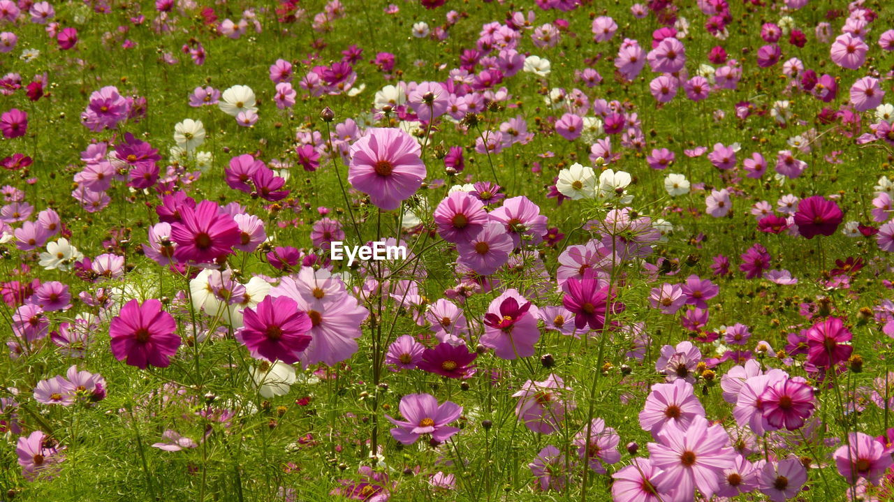 Cosmos flowers are colorful and come in many varieties