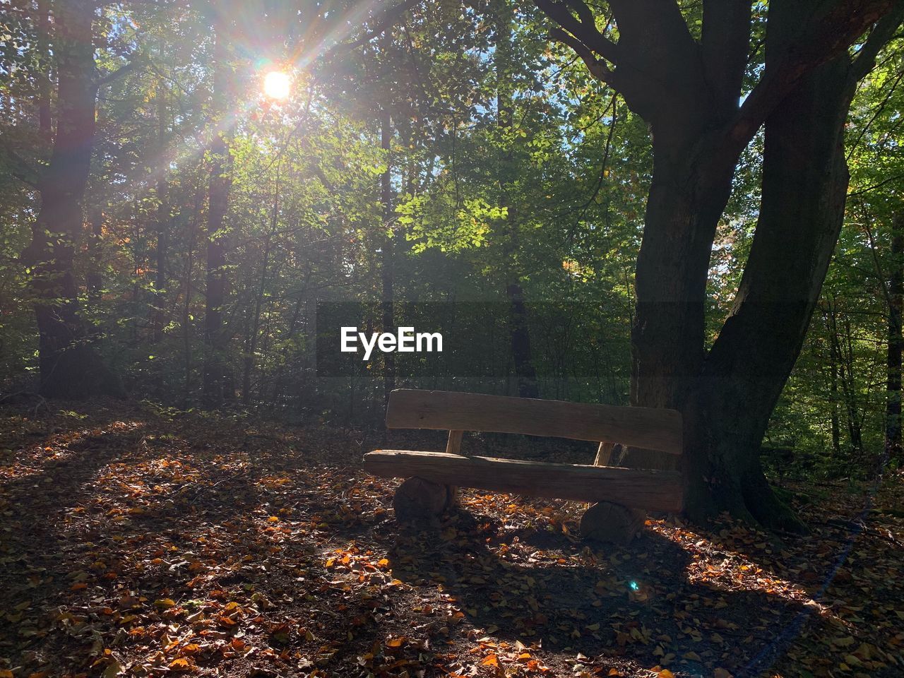 VIEW OF PARK BENCH BY TREES DURING AUTUMN