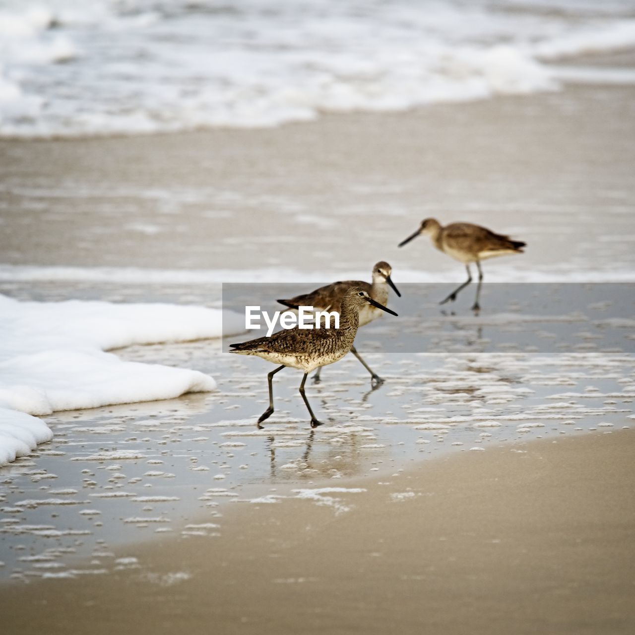 Shorebirds looking for food