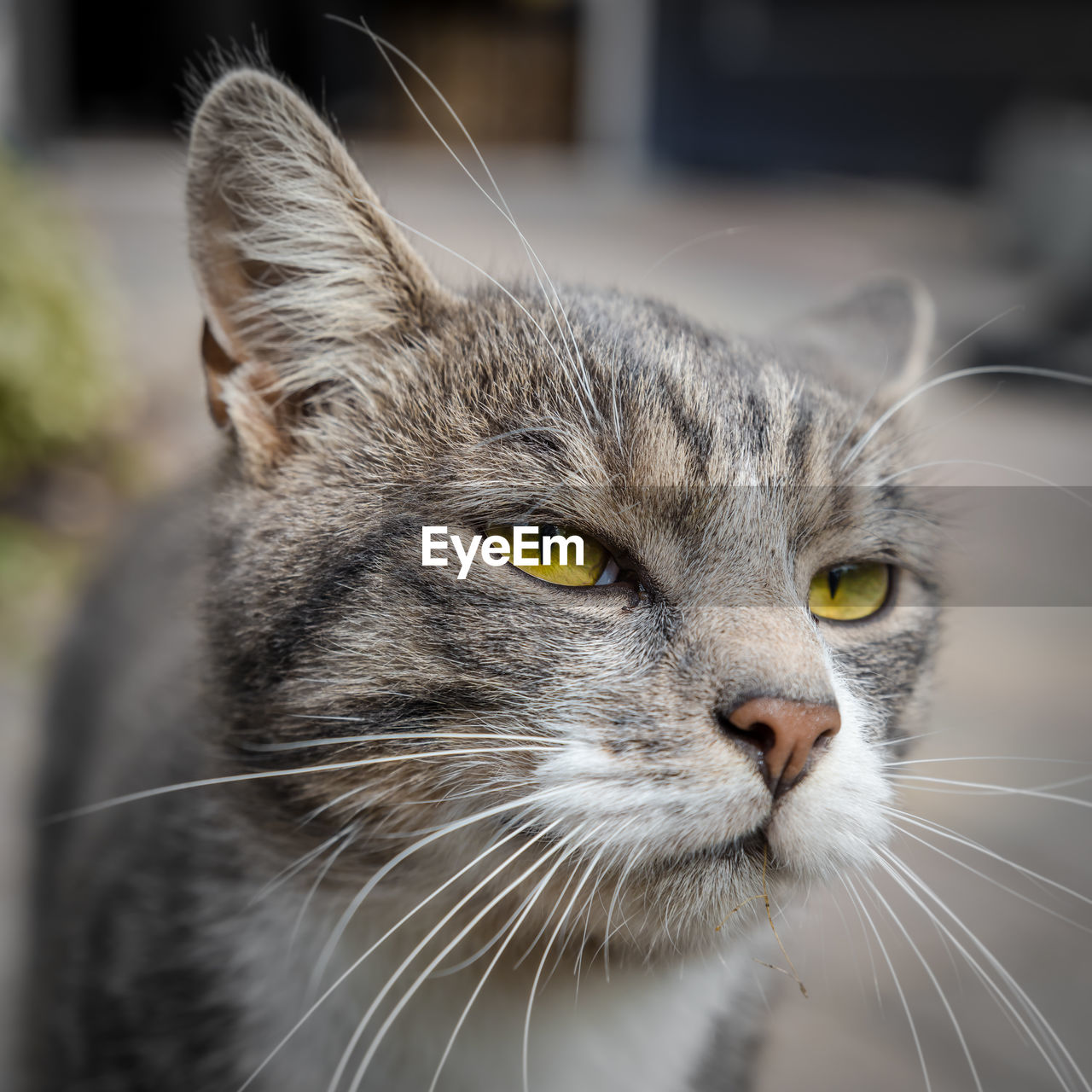 Portrait of cat standing on street