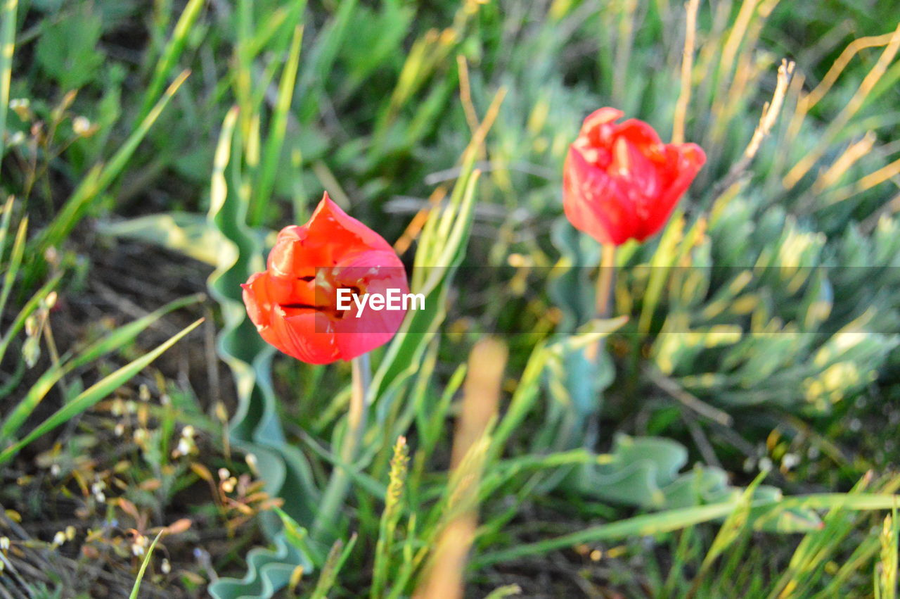 CLOSE-UP OF RED ROSE FLOWER IN FIELD