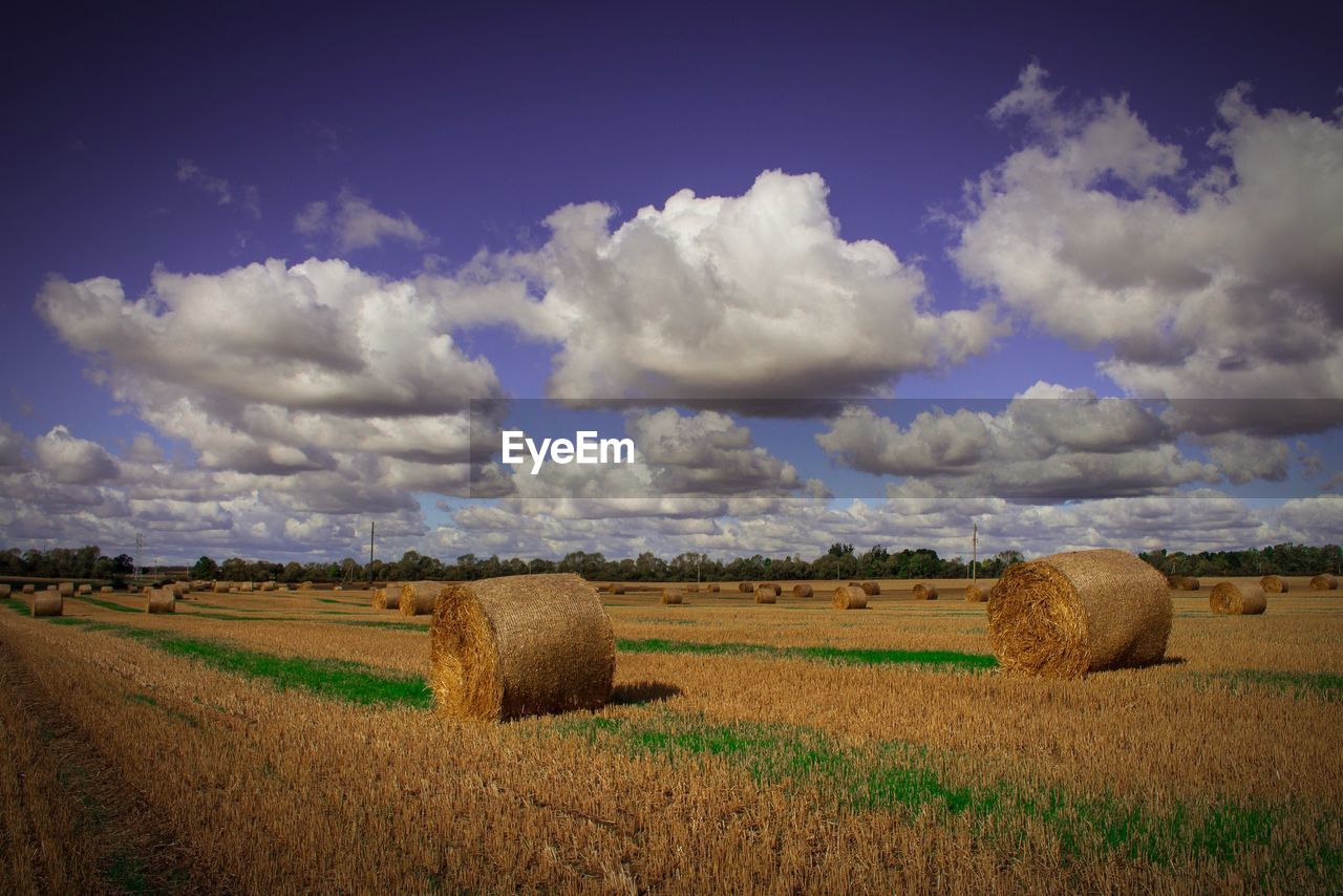 SCENIC VIEW OF RURAL LANDSCAPE