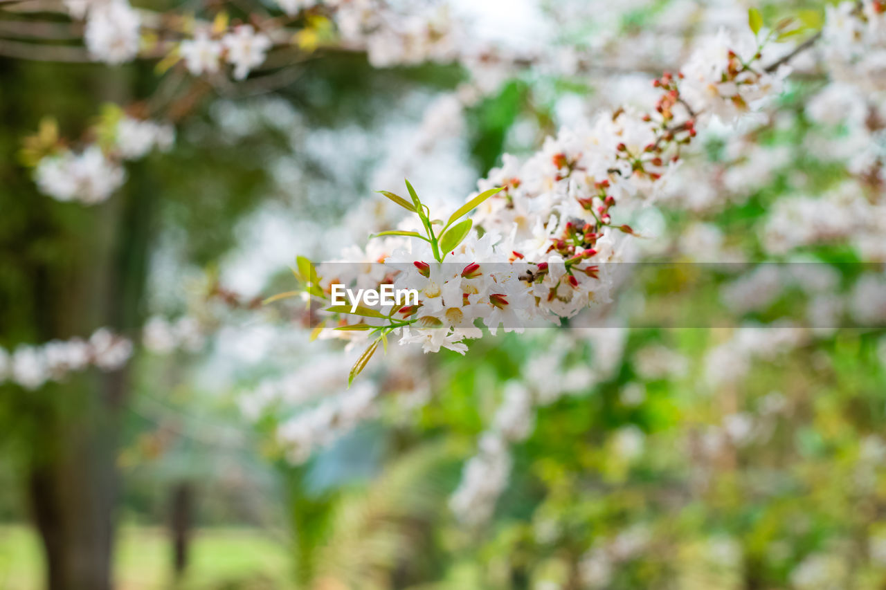 CLOSE-UP OF CHERRY BLOSSOMS