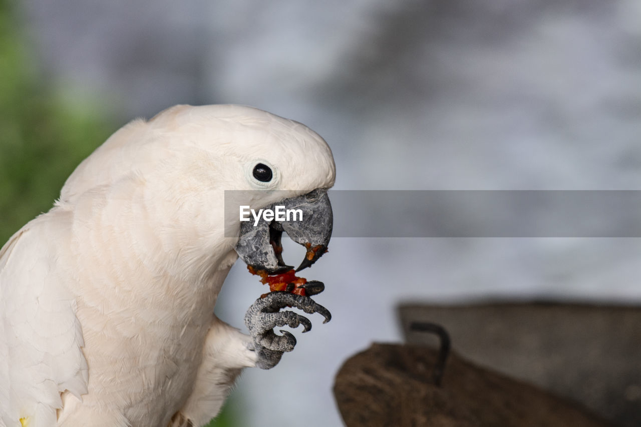 Close-up of parrot eating