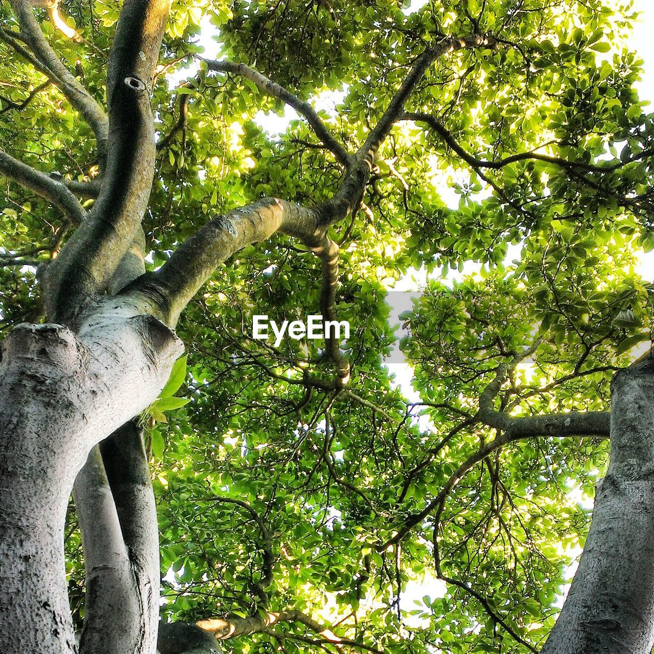 LOW ANGLE VIEW OF TREES IN FOREST