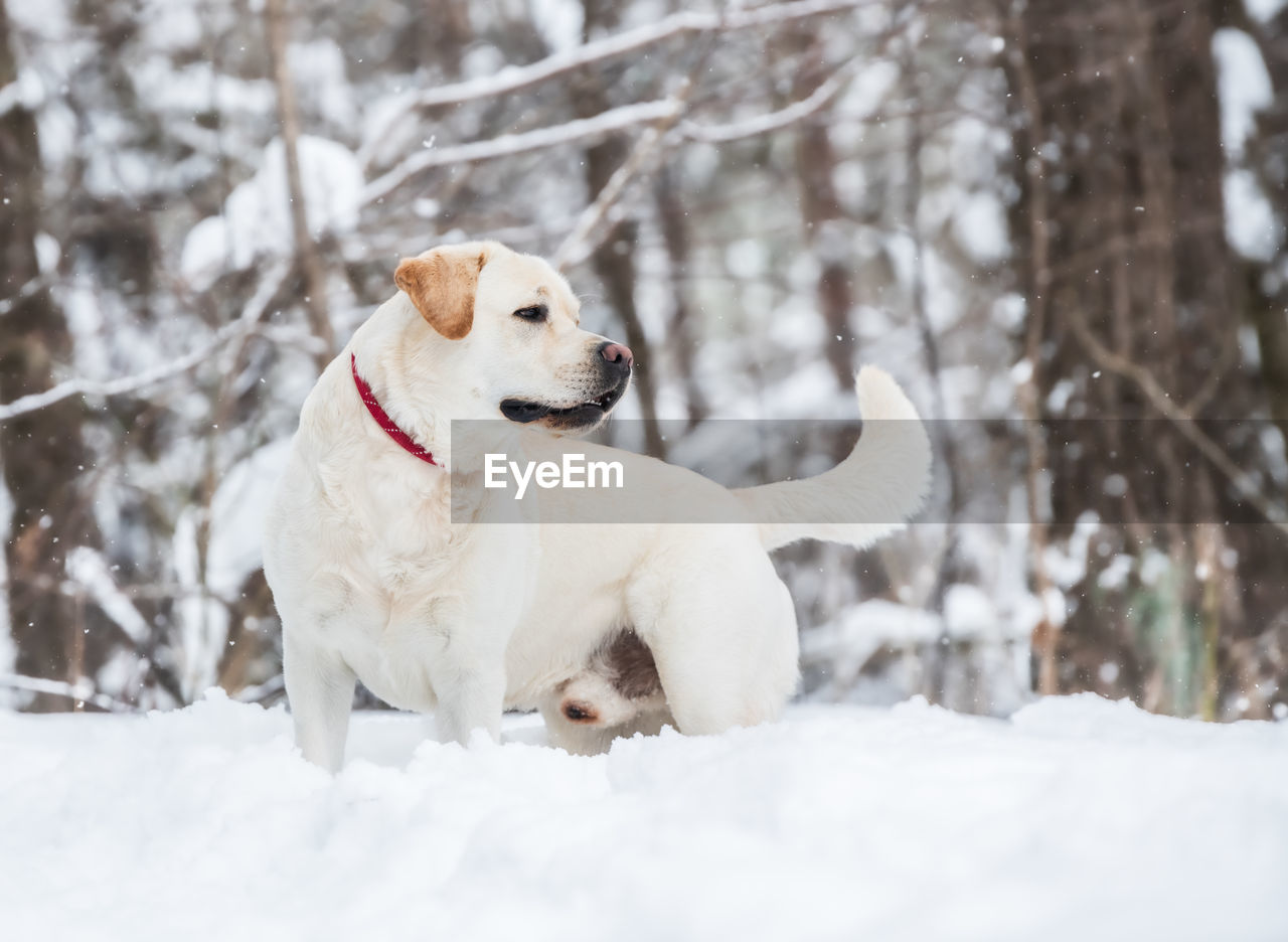 View of a dog on snow covered land