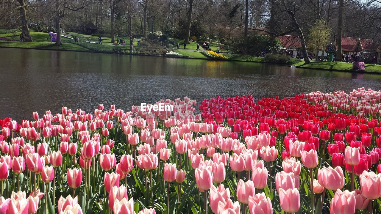 Red tulips blooming by lake against sky