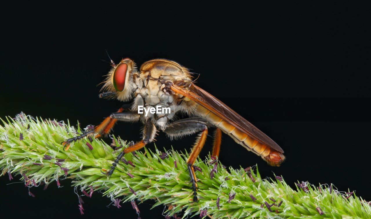 CLOSE-UP OF INSECT ON BLACK BACKGROUND