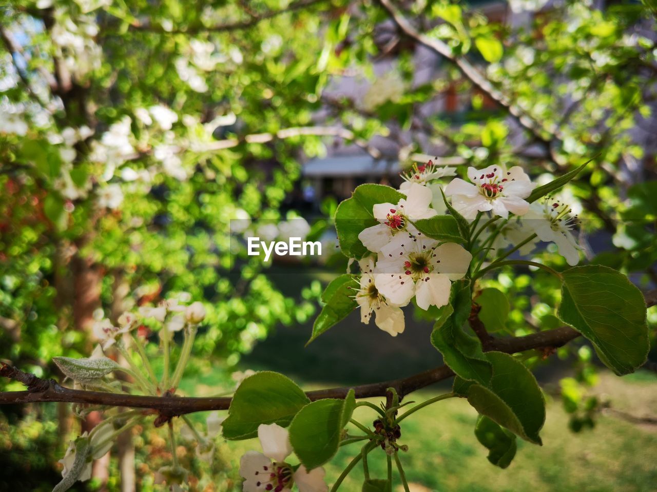 CLOSE-UP OF WHITE FLOWERING PLANT WITH CHERRY BLOSSOM