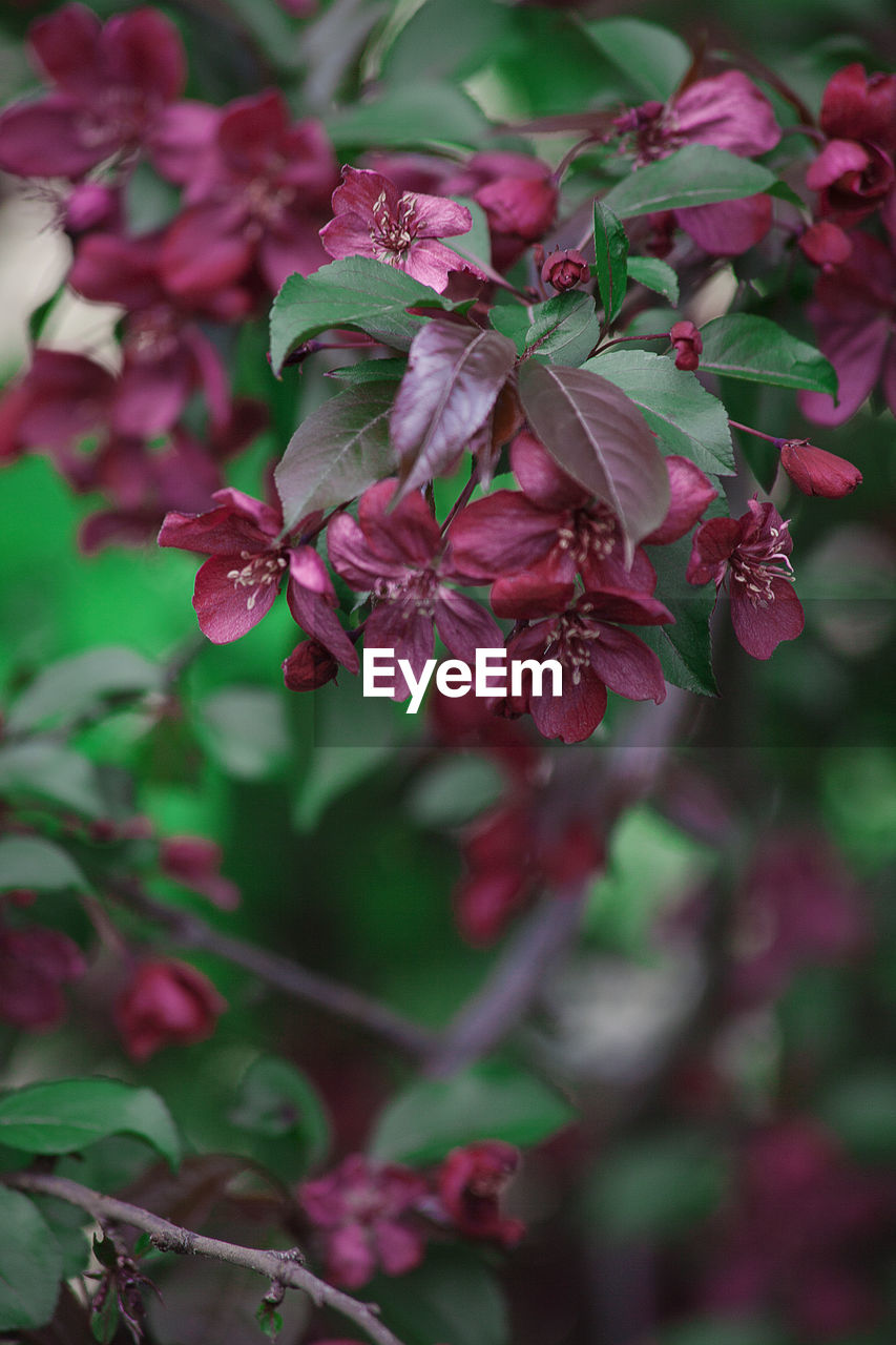 CLOSE-UP OF PINK FLOWERING PLANT AGAINST PURPLE LEAVES