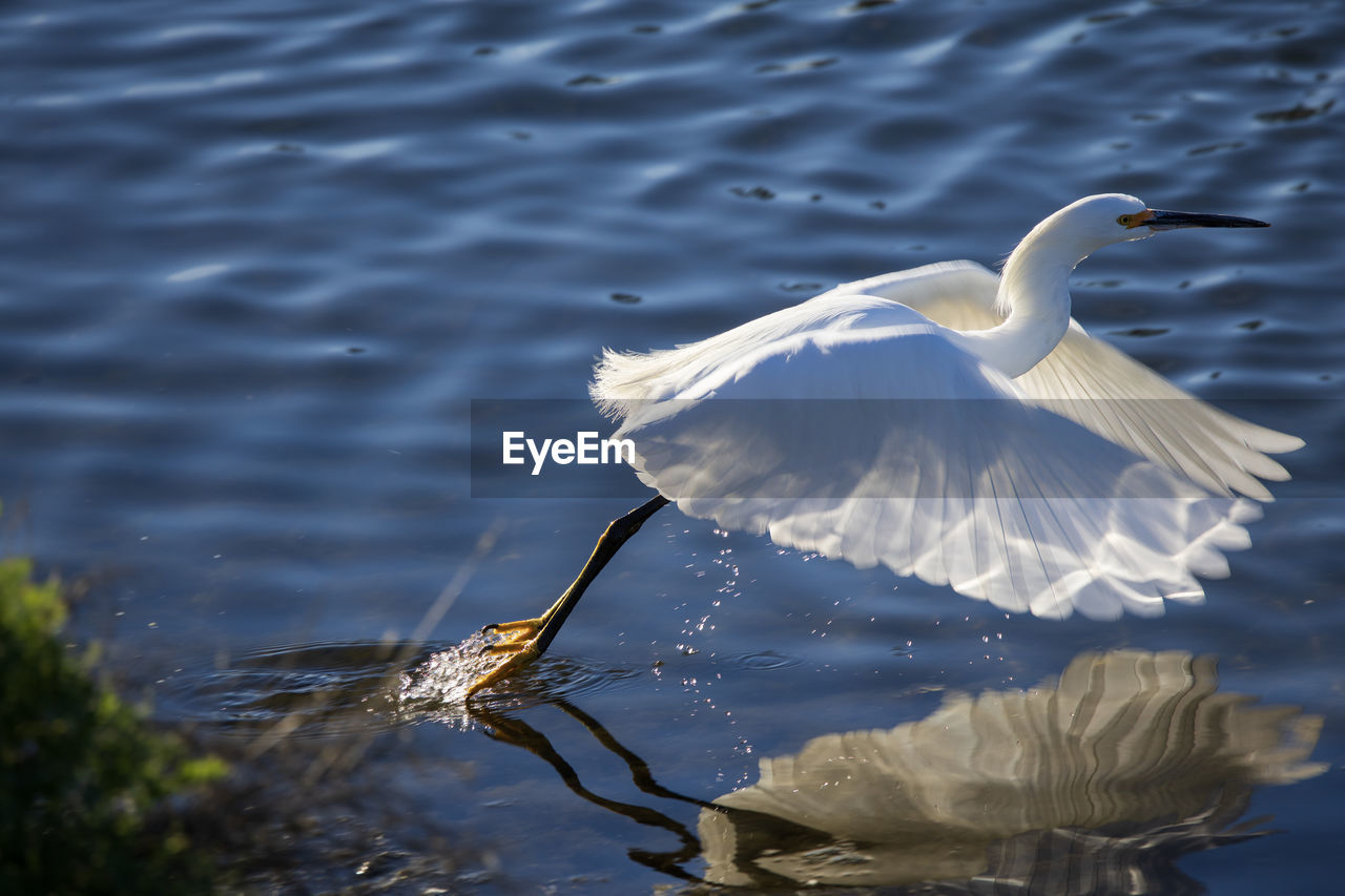 animal themes, animal, animal wildlife, bird, wildlife, water, reflection, lake, one animal, nature, no people, wing, beak, white, water bird, day, rippled, beauty in nature, flying, outdoors, heron, swan, spread wings