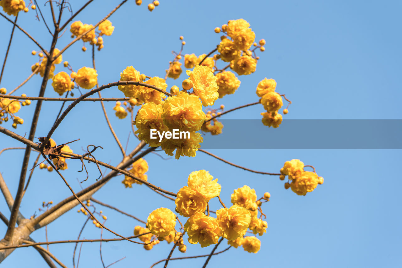 Low angle view of flowering plant against clear sky