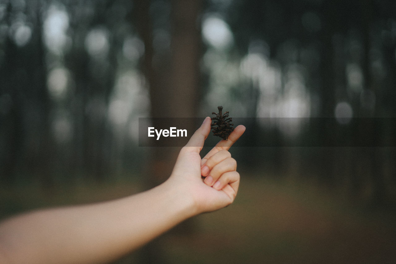 Midsection of person holding plant in forest