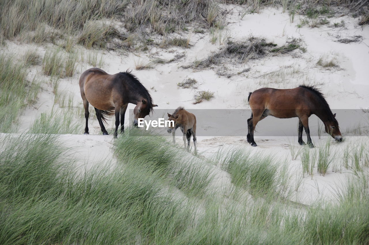 Horses in the dunes