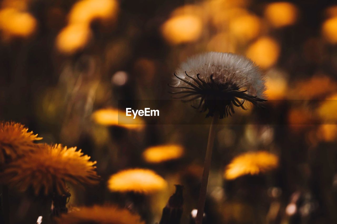 CLOSE-UP OF DANDELION AGAINST YELLOW FLOWERING PLANTS