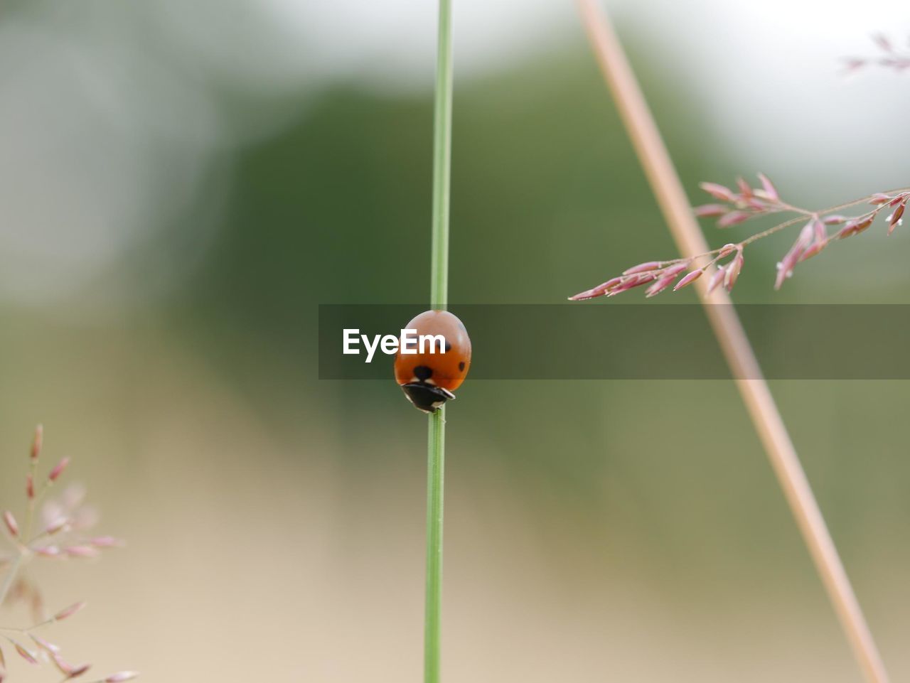 Close-up of ladybug on stick