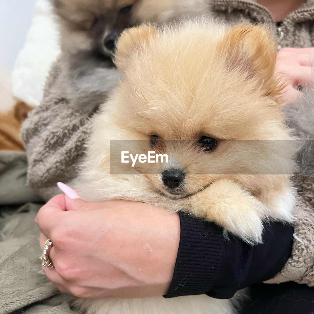mammal, animal themes, dog, animal, one animal, domestic animals, pet, canine, pomeranian, young animal, cute, lap dog, puppy, hand, german spitz, one person, child, adult, holding, german spitz klein, childhood, women, animal hair, friendship, german spitz mittel, animal body part
