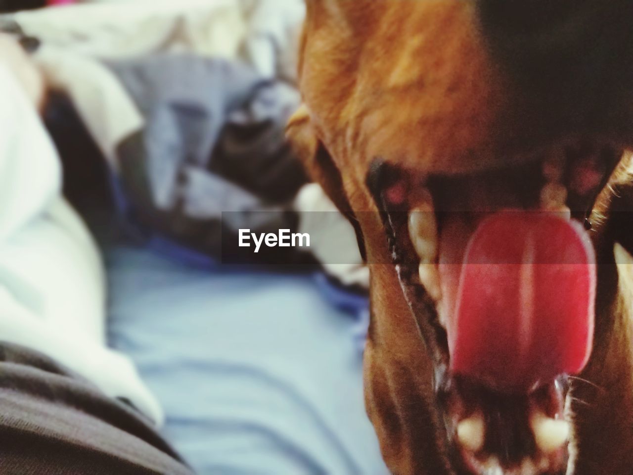 CLOSE-UP OF A DOG