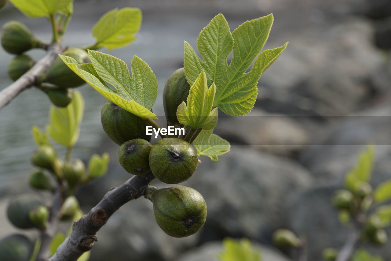 CLOSE-UP OF BERRIES ON TREE