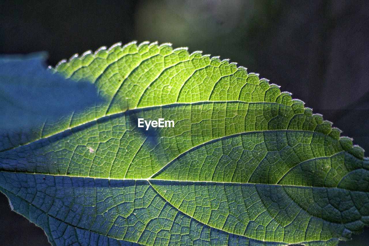 CLOSE-UP OF LEAVES ON LEAF