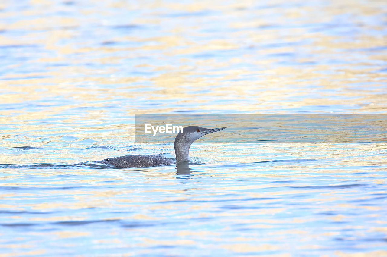 animal themes, animal, animal wildlife, wildlife, water, one animal, bird, swimming, no people, nature, rippled, reflection, sea, day, outdoors, beauty in nature, animal body part, underwater, cormorant