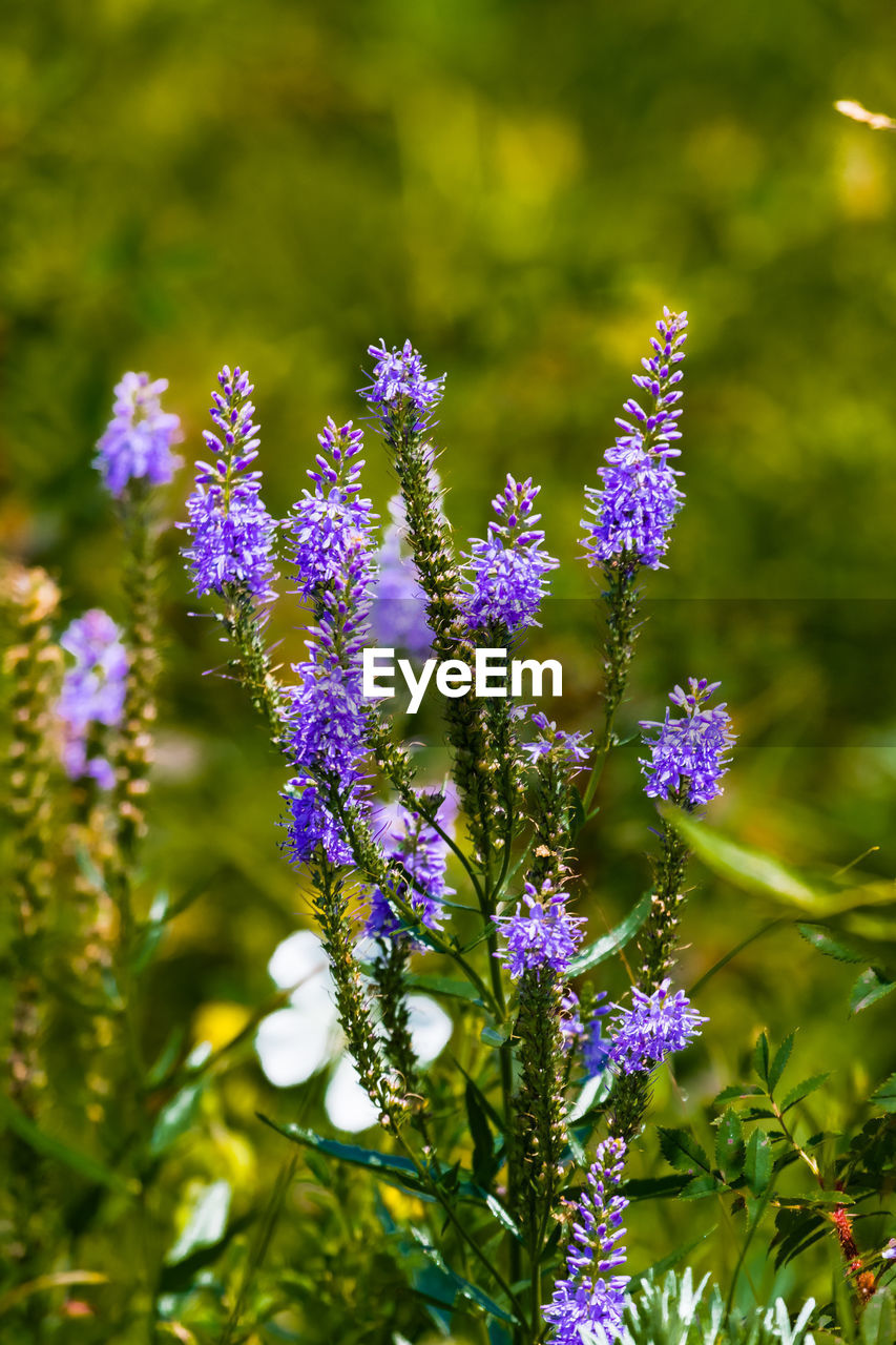 Close-up of purple flowers