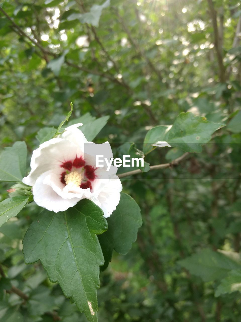 CLOSE-UP OF WHITE FLOWER BLOOMING AGAINST TREES