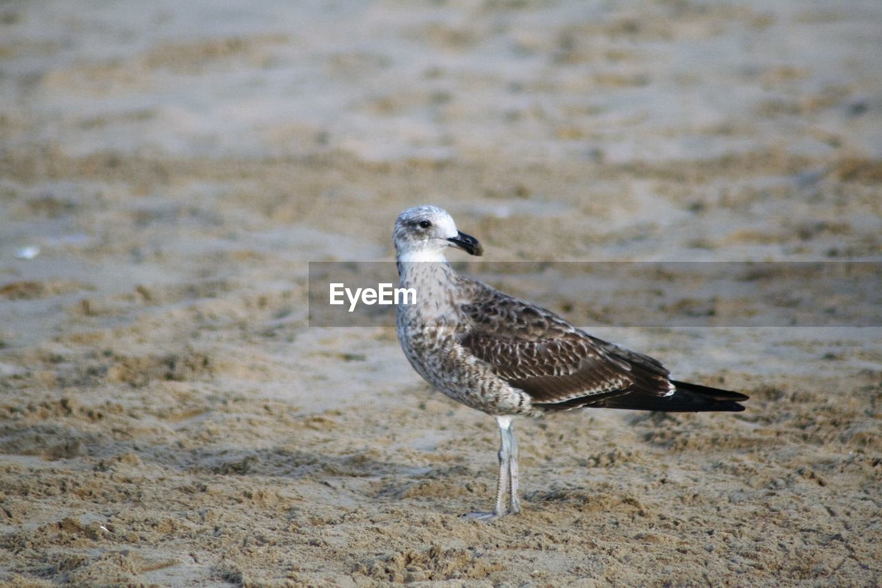 Seagull at sandy beach