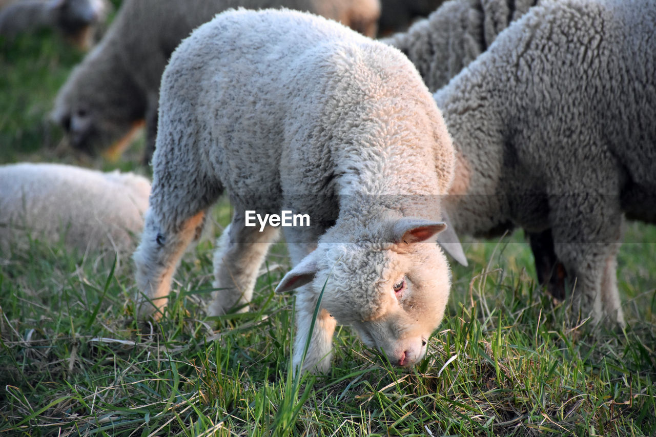 SHEEP GRAZING IN FARM