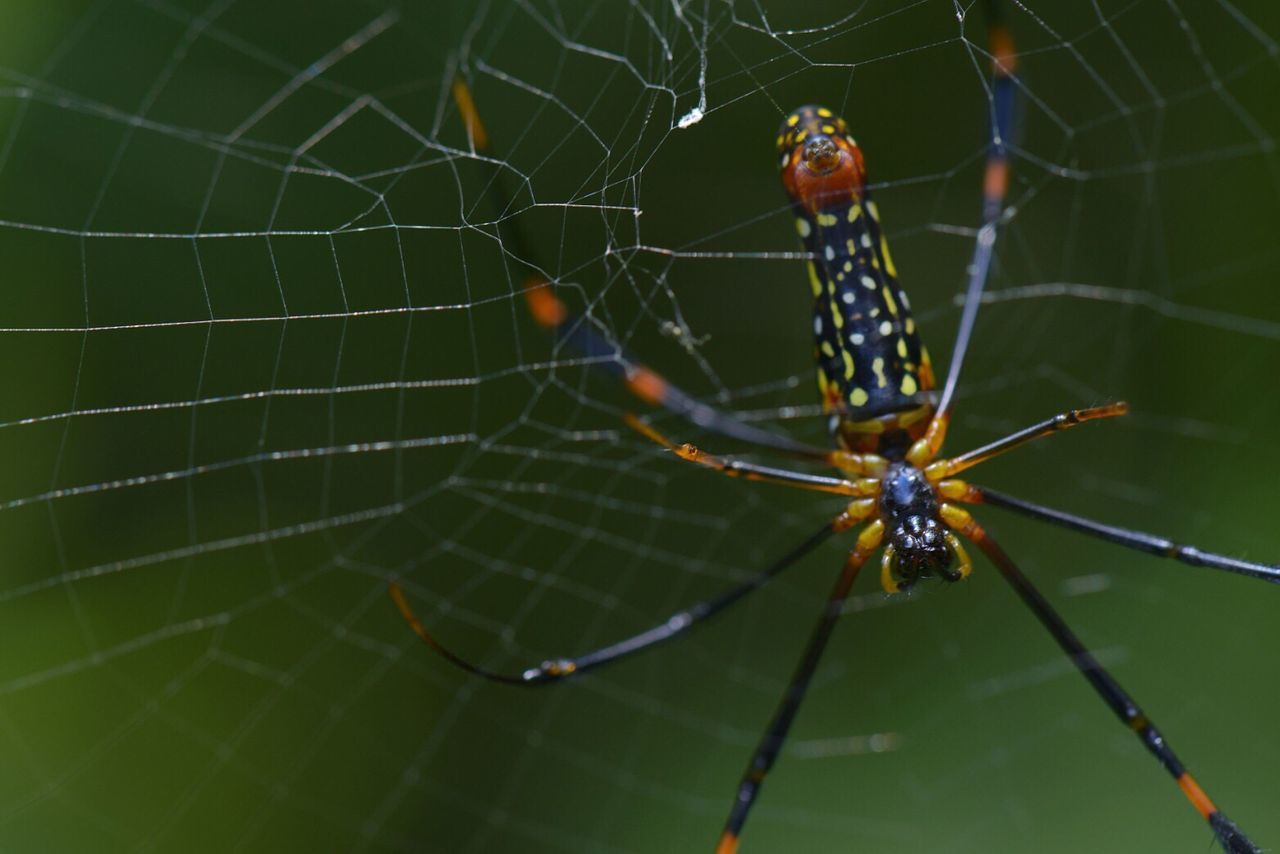 Close-up of spider on web