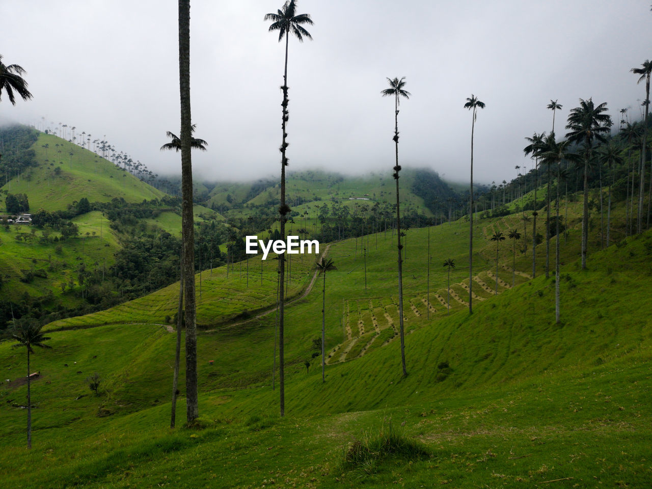 Cocora valley covered by fog - salento, colombia