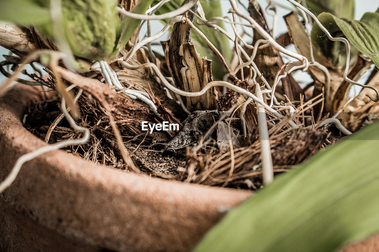 CLOSE-UP OF PLANTS GROWING IN PLANT