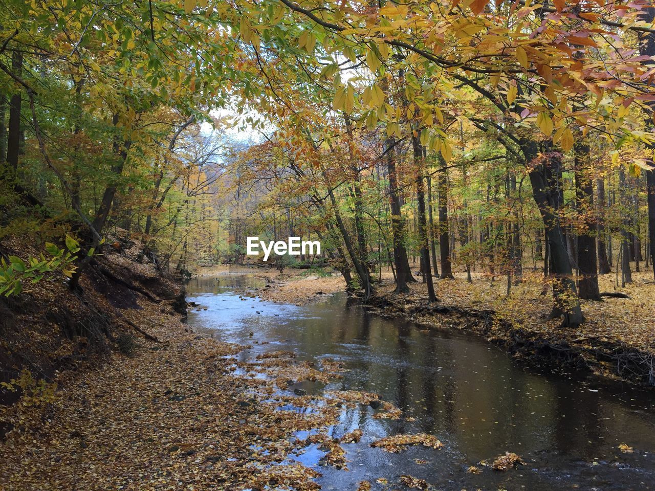 RIVER FLOWING IN FOREST