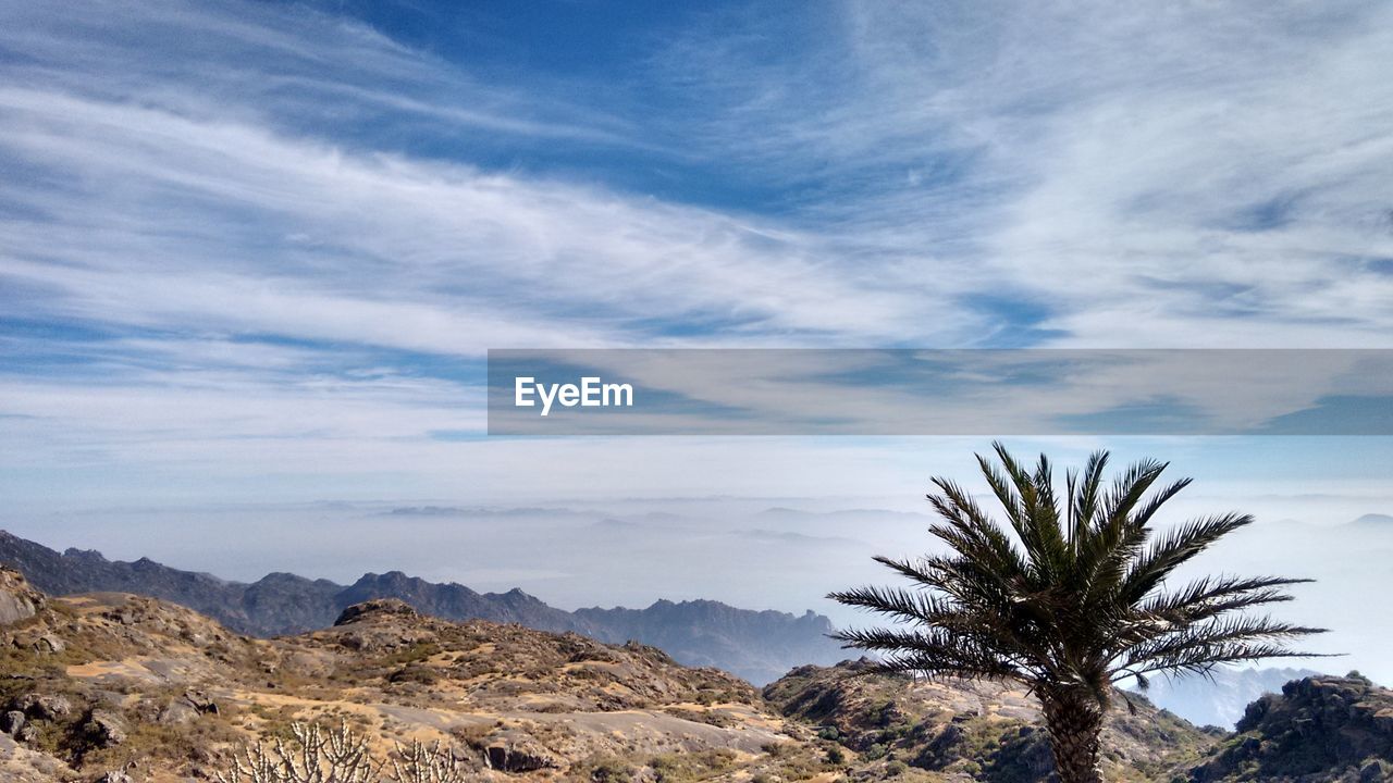 Palm tree on rock against cloudy sky