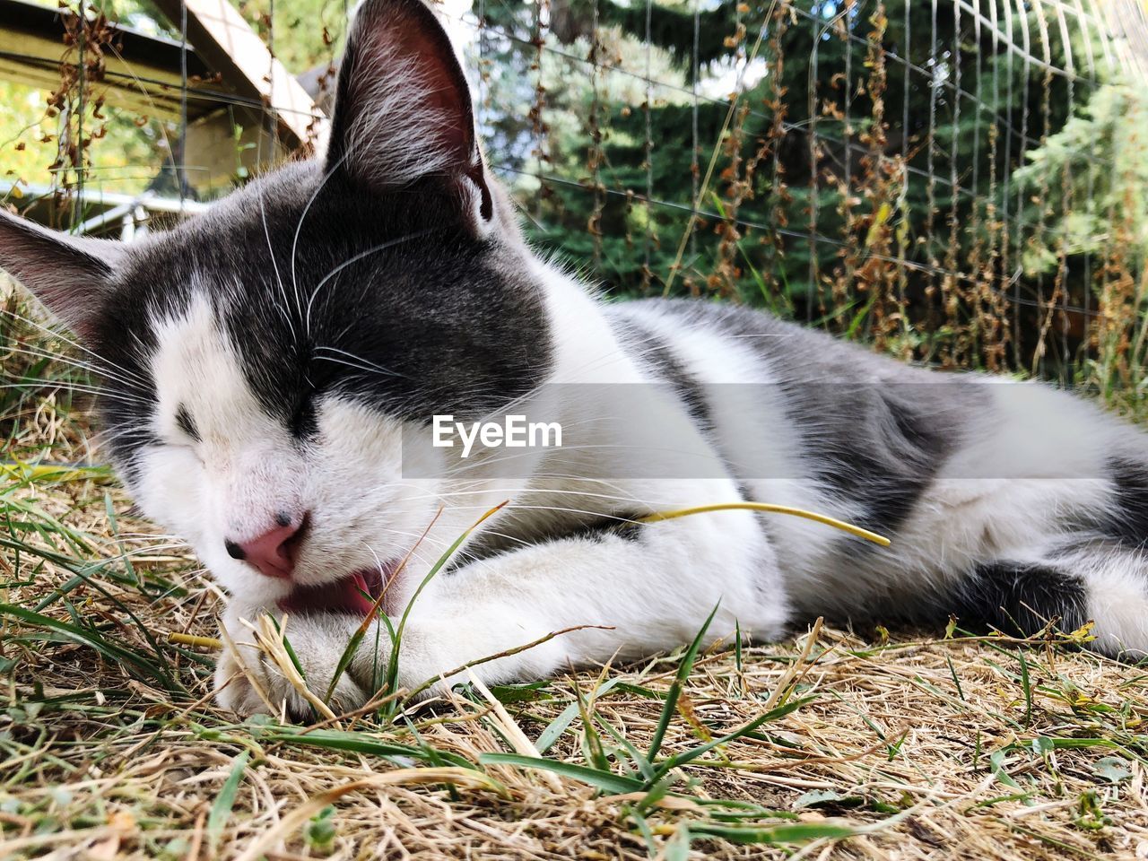 CLOSE-UP OF A CAT YAWNING