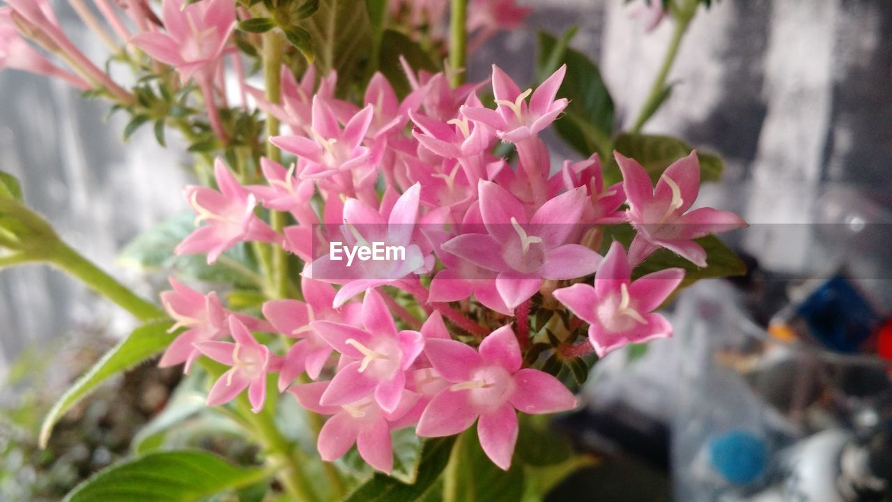 PINK FLOWERS BLOOMING OUTDOORS