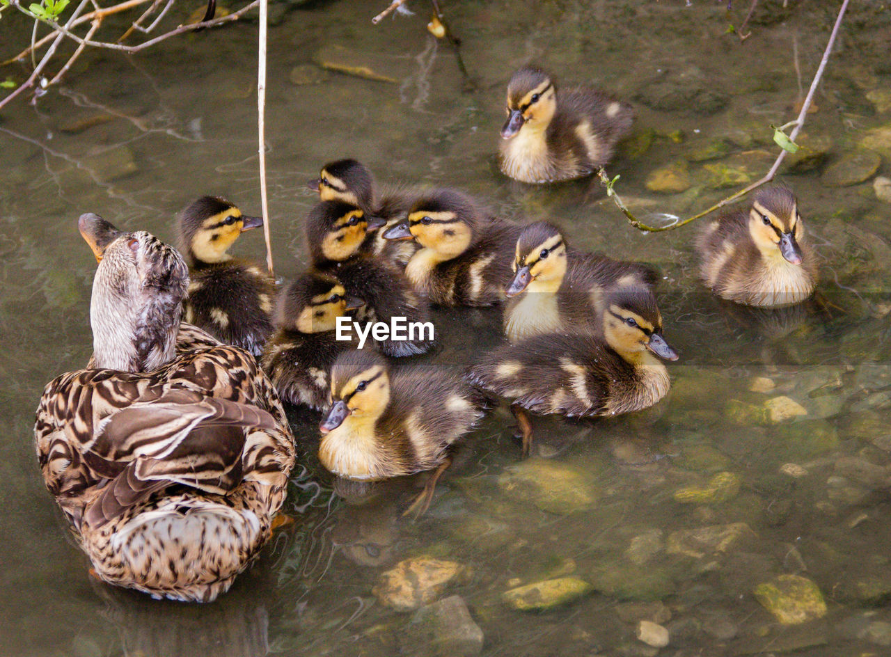 HIGH ANGLE VIEW OF DUCK IN LAKE