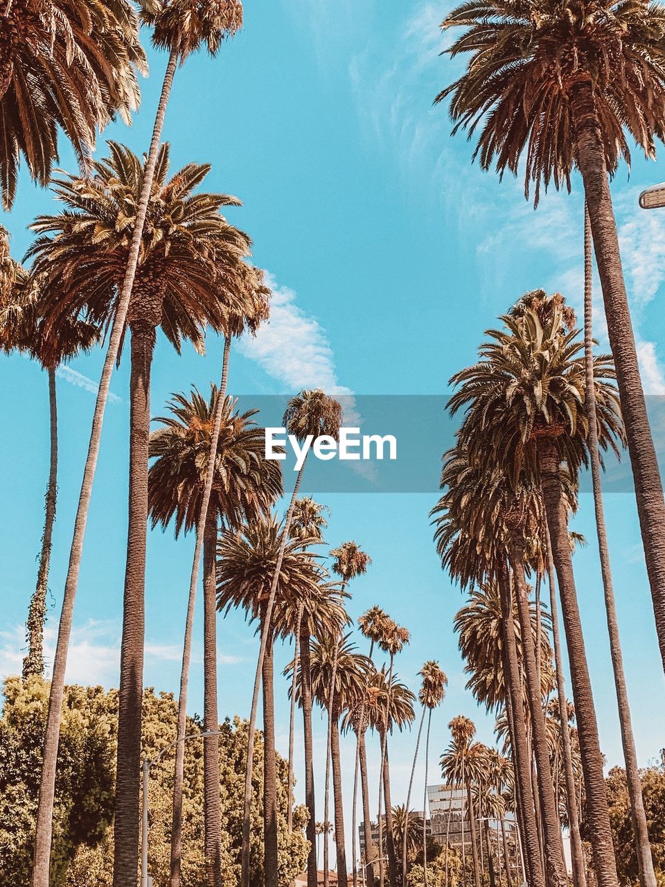 LOW ANGLE VIEW OF PALM TREES AGAINST SKY