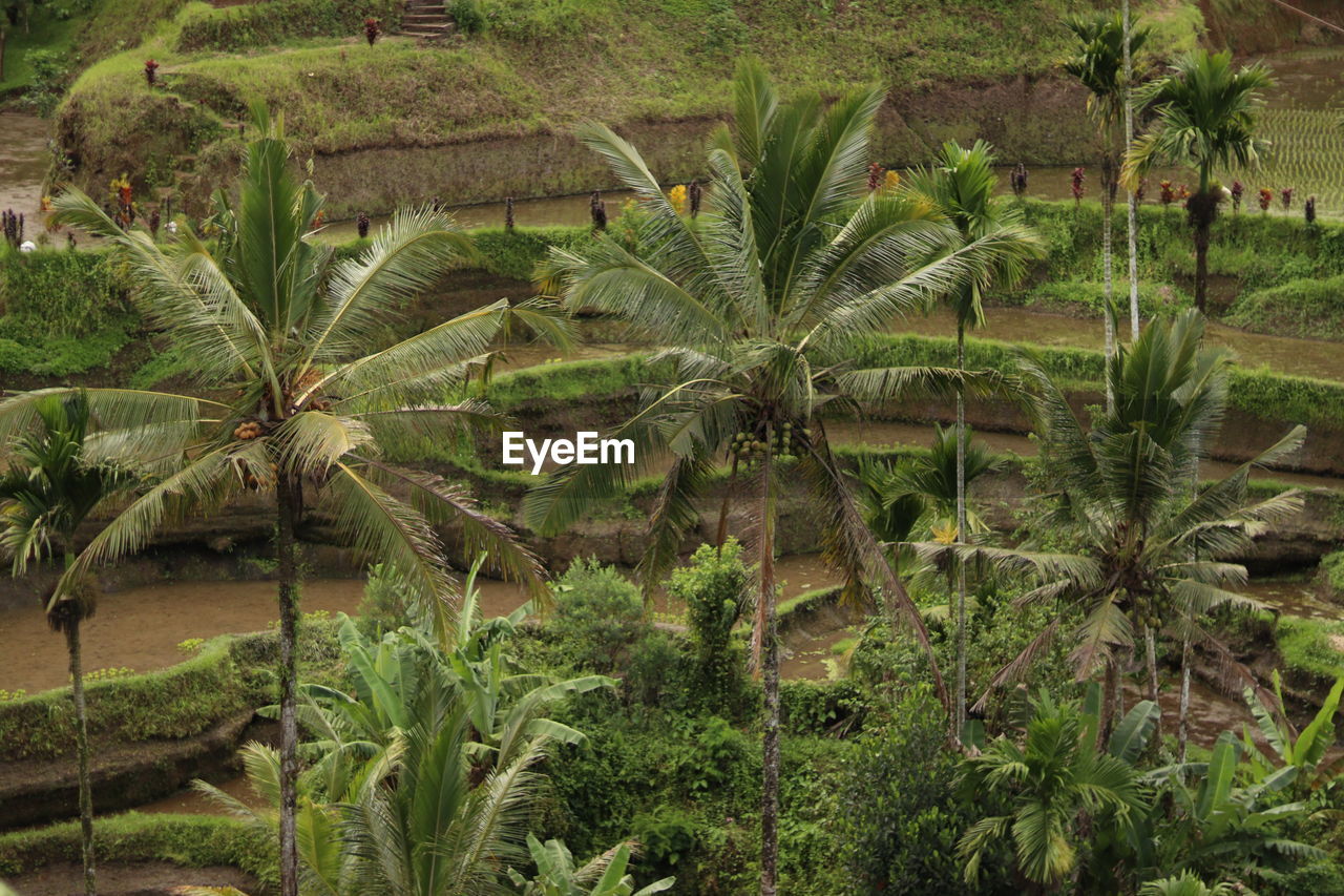 PALM TREES IN FIELD